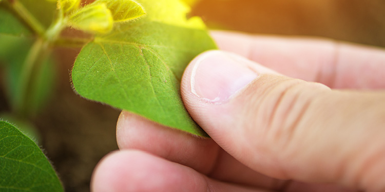 gmos and pesticides american tragedy in the making