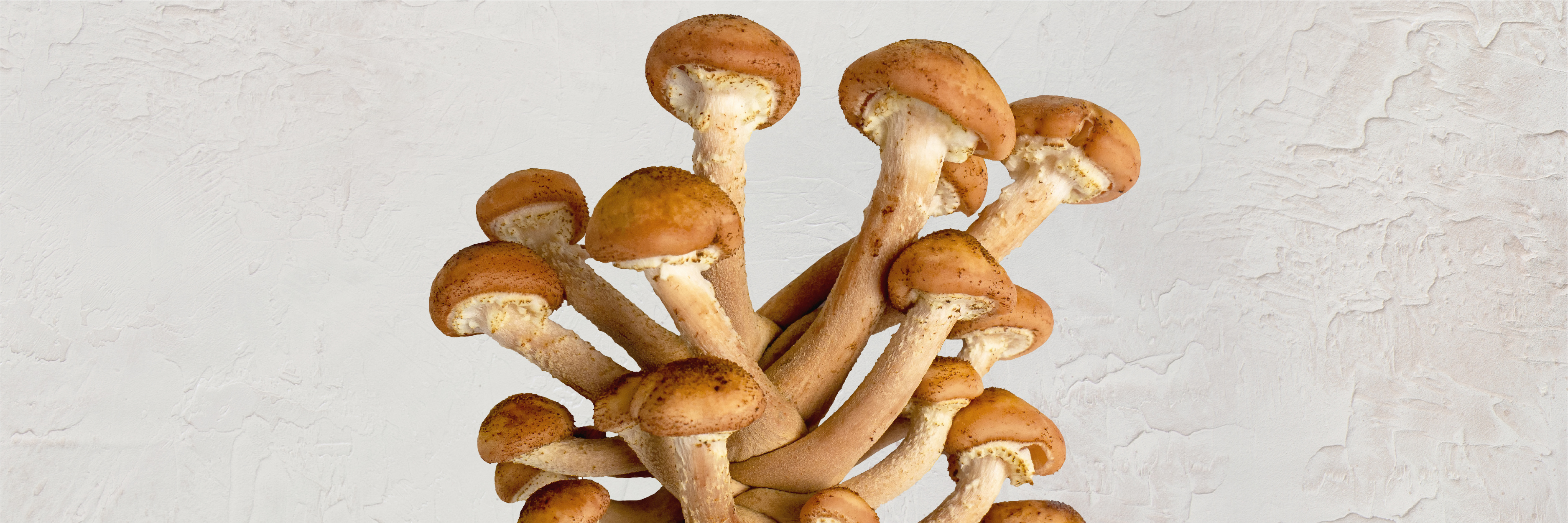 For the Love of Organics: Mushrooms