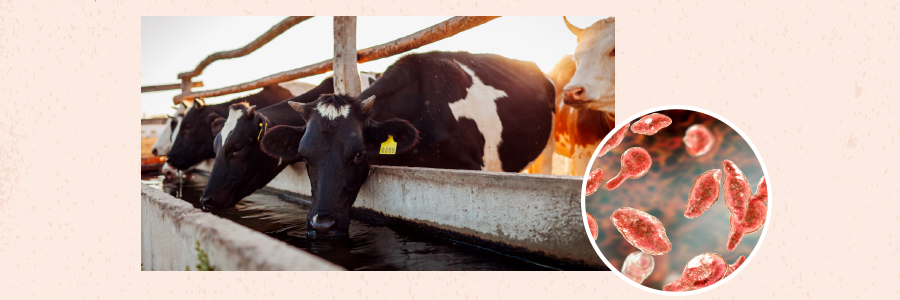 Image of cattle and microbial material