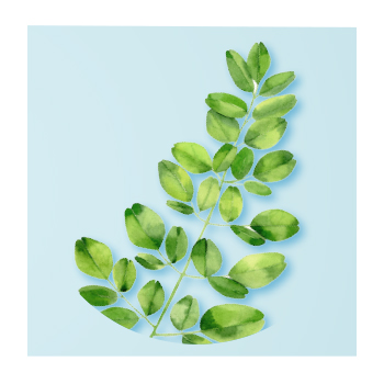 Moringa