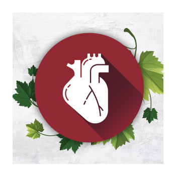 Illustration of a heart