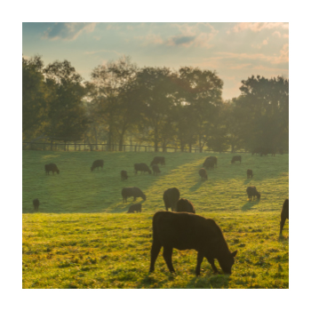 Consumers Reject Lab-Grown Meat