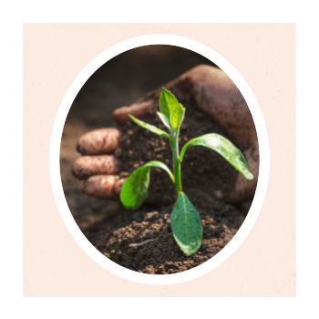 Image of plant in soil