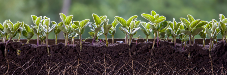 Image of a cross-section of plants in soil and their roots