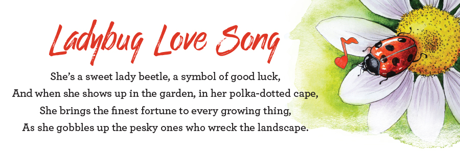 Ladybug love song