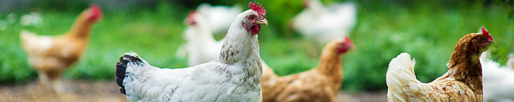 the best egg for a healthy environment