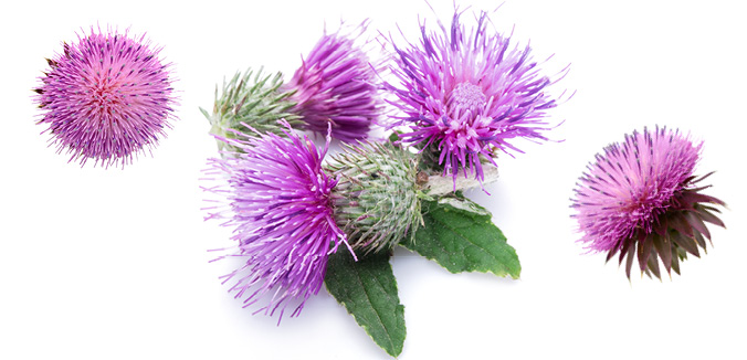 milk thistle
