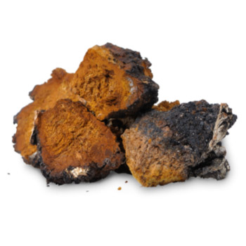 Chaga