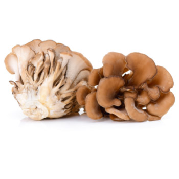 Maitake