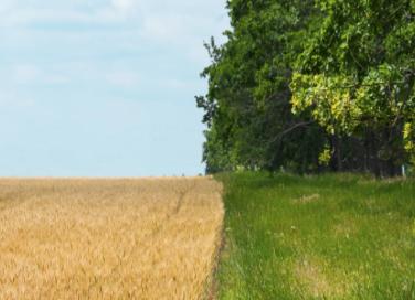 Image of a open field and tree line