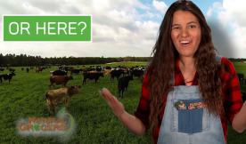 Here vs Here- Pasture Based Dairy